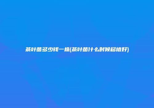 茶叶苗多少钱一株(茶叶苗什么时候移植好)