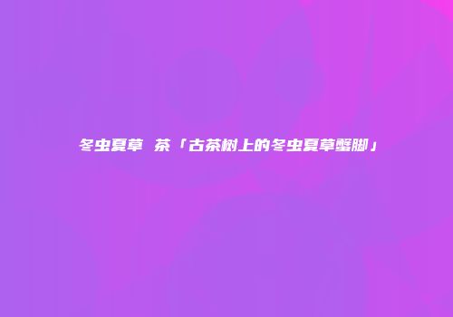 冬虫夏草 茶「古茶树上的冬虫夏草蟹脚」