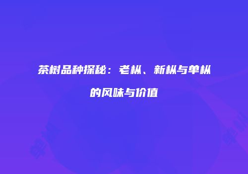 茶树品种探秘：老枞、新枞与单枞的风味与价值