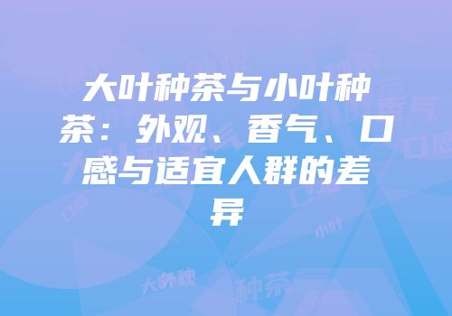 大叶种茶与小叶种茶：外观、香气、口感与适宜人群的差异