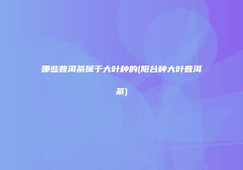 哪些普洱茶属于大叶种的(阳台种大叶普洱茶)