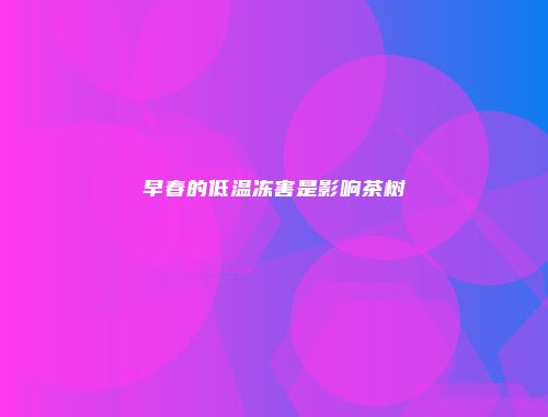 早春的低温冻害是影响茶树