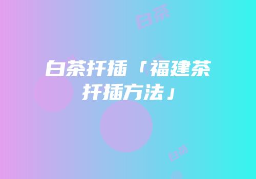 白茶扦插「福建茶扦插方法」