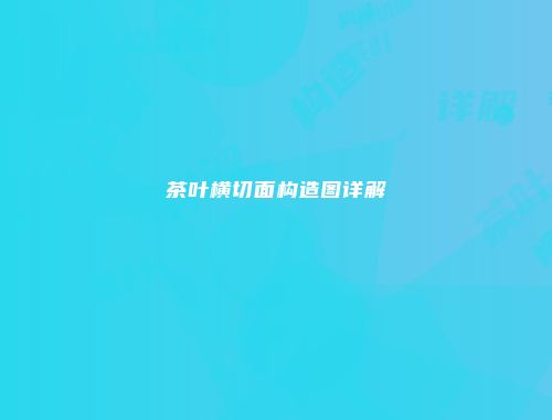 茶叶横切面构造图详解