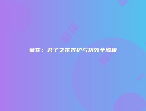 菊花：君子之花养护与功效全解析