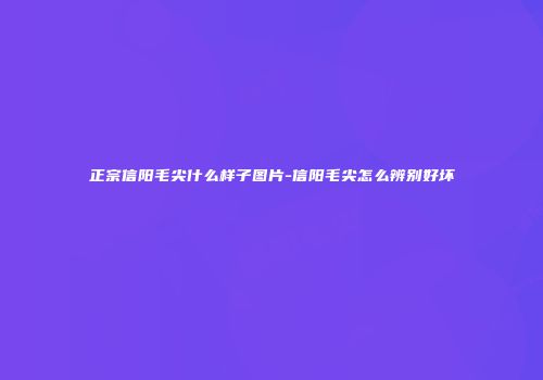 正宗信阳毛尖什么样子图片-信阳毛尖怎么辨别好坏