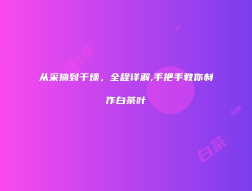 从采摘到干燥，全程详解,手把手教你制作白茶叶