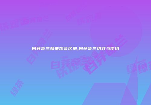 白芽奇兰和铁观音区别,白芽奇兰功效与作用