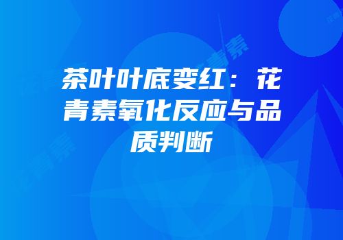 茶叶叶底变红：花青素氧化反应与品质判断