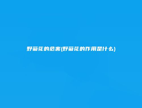 野菊花的危害(野菊花的作用是什么)