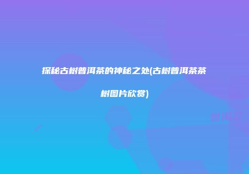 探秘古树普洱茶的神秘之处(古树普洱茶茶树图片欣赏)