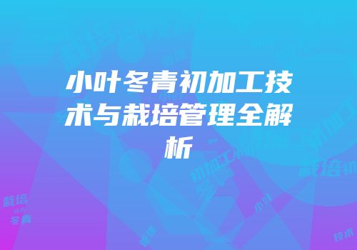 小叶冬青初加工技术与栽培管理全解析