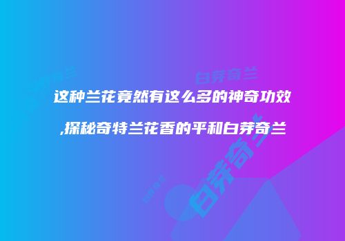 这种兰花竟然有这么多的神奇功效,探秘奇特兰花香的平和白芽奇兰