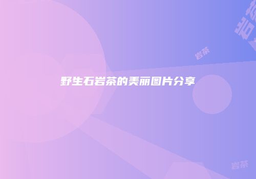 野生石岩茶的美丽图片分享