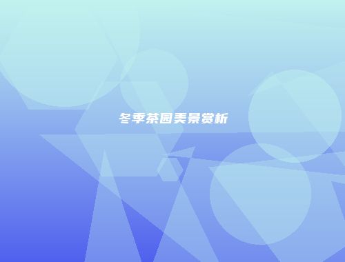 冬季茶园美景赏析