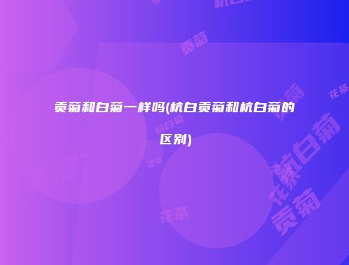贡菊和白菊一样吗(杭白贡菊和杭白菊的区别)