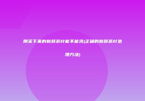 刚采下来的新鲜茶叶能不能洗(正确的新鲜茶叶处理方法)
