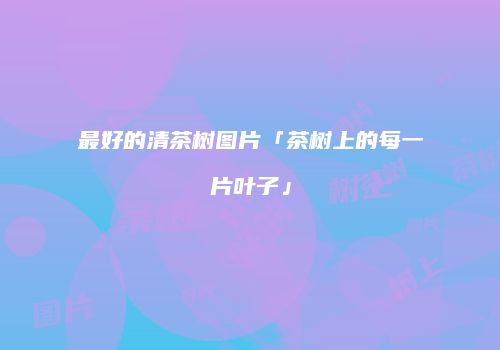 最好的清茶树图片「茶树上的每一片叶子」