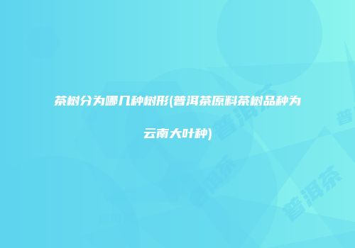茶树分为哪几种树形(普洱茶原料茶树品种为云南大叶种)