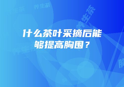 什么茶叶采摘后能够提高胸围？