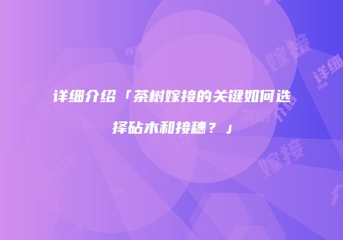 详细介绍「茶树嫁接的关键如何选择砧木和接穗？」