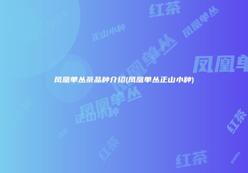 凤凰单丛茶品种介绍(凤凰单丛正山小种)