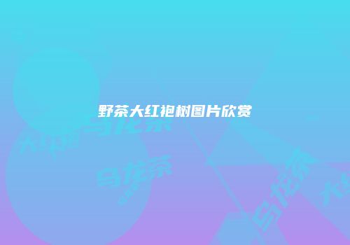 野茶大红袍树图片欣赏