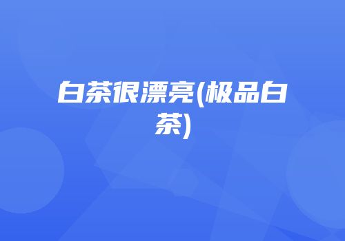 白茶很漂亮(极品白茶)