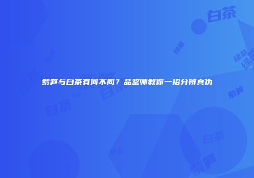 紫笋与白茶有何不同？品鉴师教你一招分辨真伪