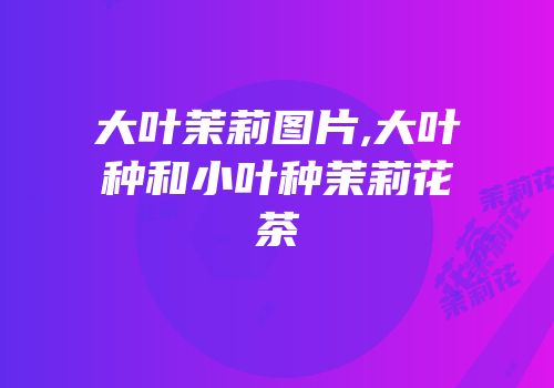 大叶茉莉图片,大叶种和小叶种茉莉花茶