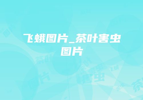 飞蛾图片_茶叶害虫图片