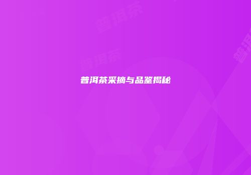 普洱茶采摘与品鉴揭秘