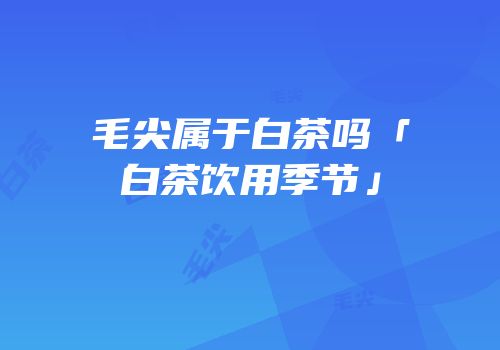 毛尖属于白茶吗「白茶饮用季节」