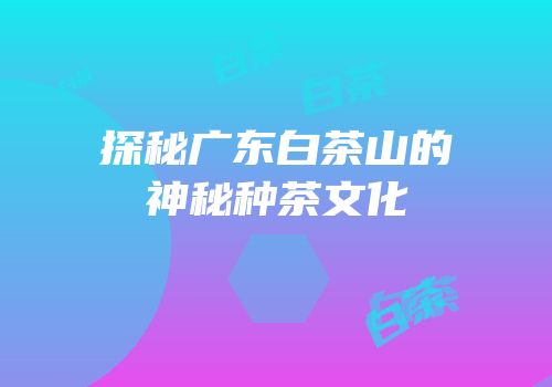 探秘广东白茶山的神秘种茶文化