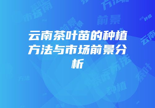 云南茶叶苗的种植方法与市场前景分析