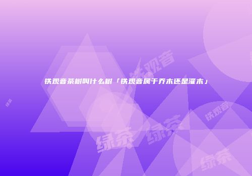 铁观音茶树叫什么树「铁观音属于乔木还是灌木」