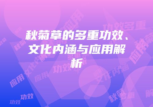 秋菊草的多重功效、文化内涵与应用解析