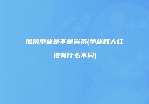 凤凰单枞是不是岩茶(单枞和大红袍有什么不同)