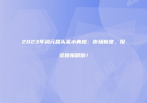 2023年润元昌头采小青柑：市场新宠，投资回报翻倍！