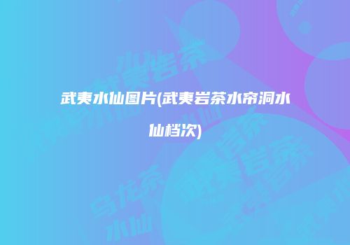 武夷水仙图片(武夷岩茶水帘洞水仙档次)