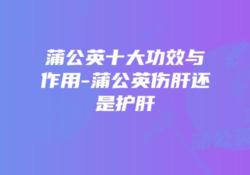 蒲公英十大功效与作用-蒲公英伤肝还是护肝