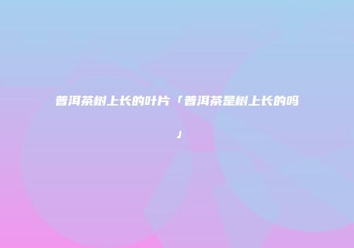 普洱茶树上长的叶片「普洱茶是树上长的吗」
