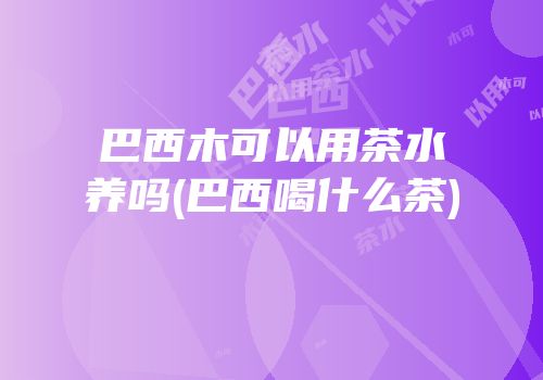 巴西木可以用茶水养吗(巴西喝什么茶)
