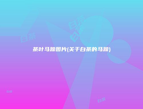茶叶马蹄图片(关于白茶的马蹄)