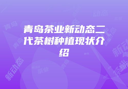 青岛茶业新动态二代茶树种植现状介绍