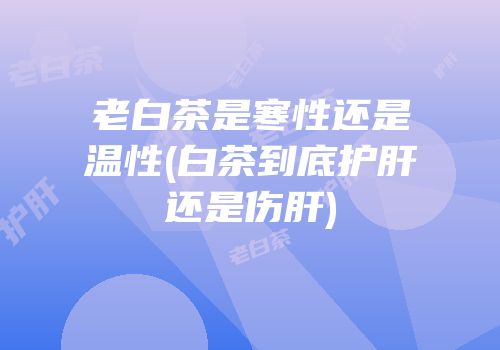 老白茶是寒性还是温性(白茶到底护肝还是伤肝)