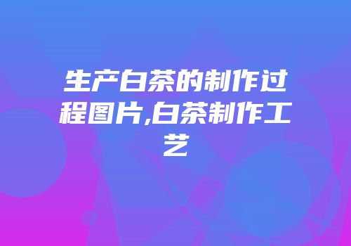 生产白茶的制作过程图片,白茶制作工艺
