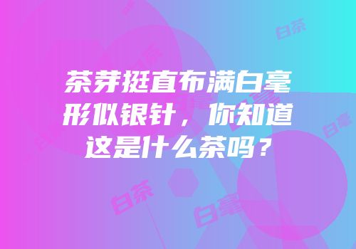 茶芽挺直布满白毫形似银针，你知道这是什么茶吗？