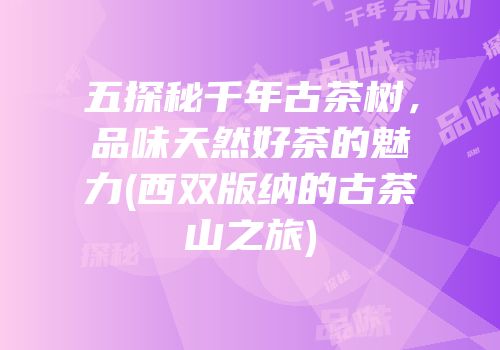 五探秘千年古茶树，品味天然好茶的魅力(西双版纳的古茶山之旅)