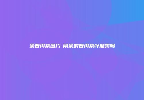采普洱茶图片-刚采的普洱茶叶能喝吗